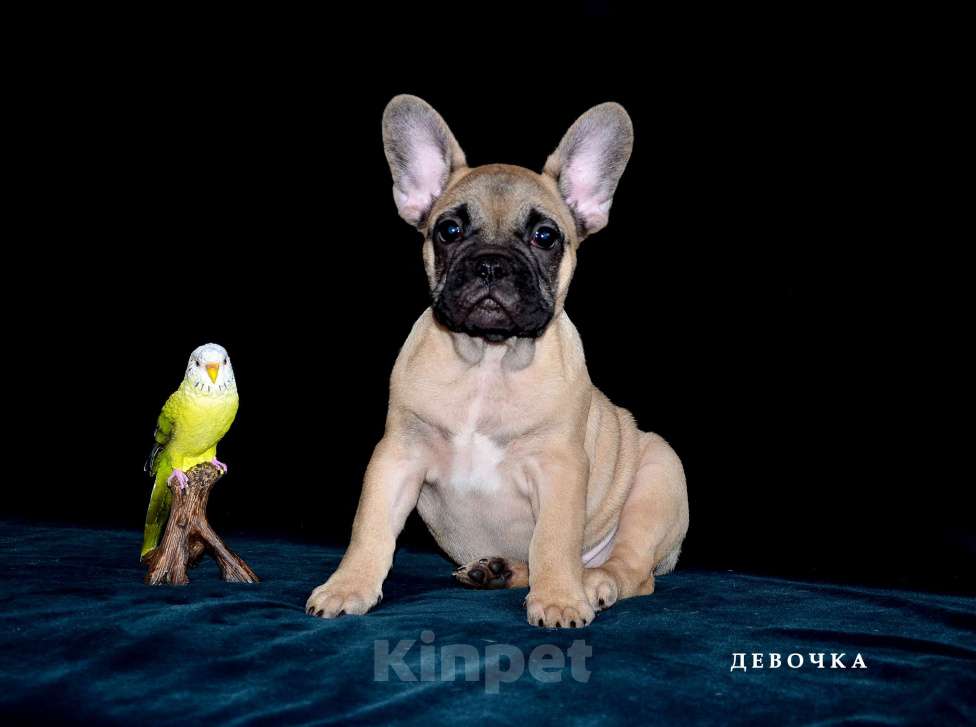 Собаки в Екатеринбурге: Фоанцузики. Ушастое Счастье  Девочка, Бесплатно - фото 6