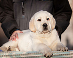 Собаки в Челябинске: Щенок лабрадора  Мальчик, 60 000 руб. - фото 4