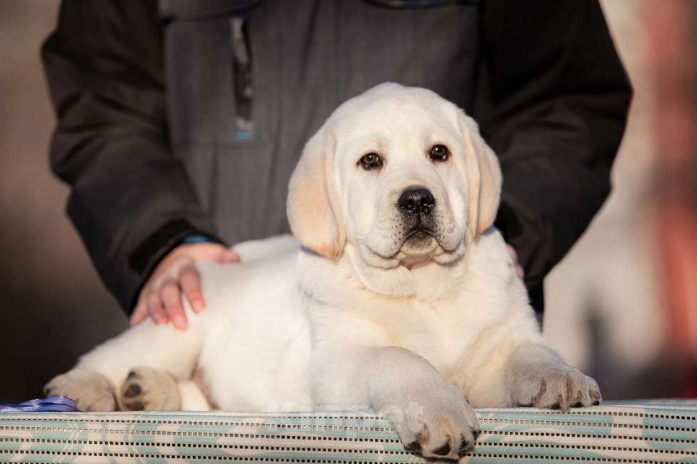 Собаки в Челябинске: Щенок лабрадора  Мальчик, 60 000 руб. - фото 4