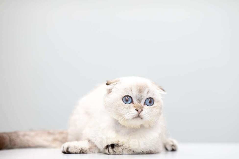 Кошки в Москве: Буррата Девочка, Бесплатно - фото 2