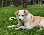 Собаки в Москве: Оскар ищет дом Мальчик, Бесплатно - фото 1