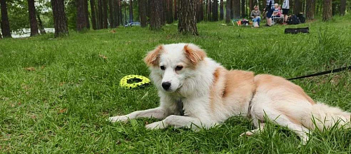 Оскар ищет дом