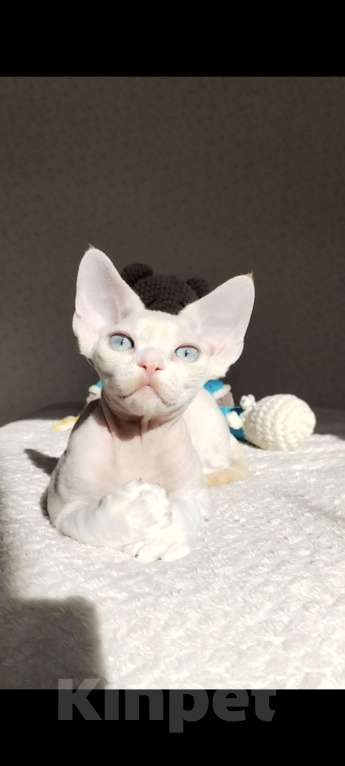 Кошки в Москве: Котенок Девон рекс Мальчик, 60 000 руб. - фото 8