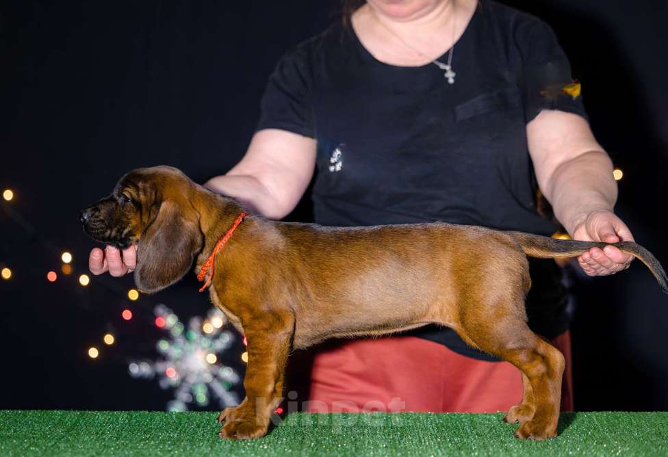 Собаки в Нижнем Новгороде: Сука, 1.5 месяца Девочка, 120 000 руб. - фото 1