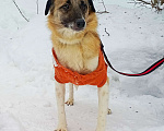 Собаки в Москве: Маленькая Лия (40 см) в поисках семьи Девочка, Бесплатно - фото 9