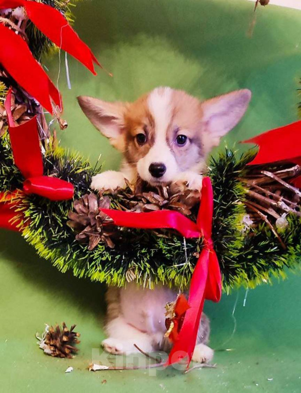 Собаки в Москве: Щенки Вельш-корги-пемброк Мальчик, 45 000 руб. - фото 2