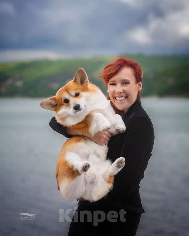 Собаки в Краснодаре: Породный щенок вельш корги пемброк мальчик Мальчик, Бесплатно - фото 7