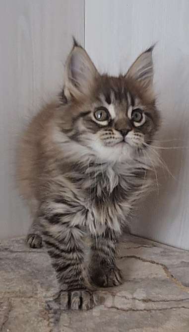 Кошки в других городах Ярославской области: Котята Мейн кун Девочка, Бесплатно - фото 3