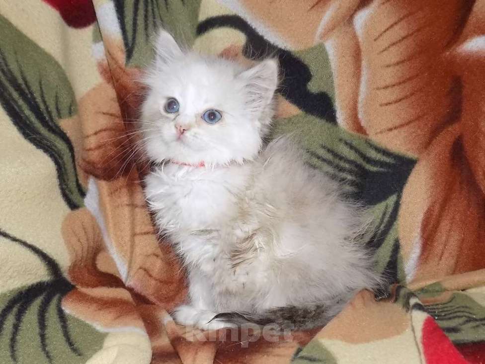 Кошки в Москве: Сладкие девочки рэгдолл Девочка, 30 000 руб. - фото 7