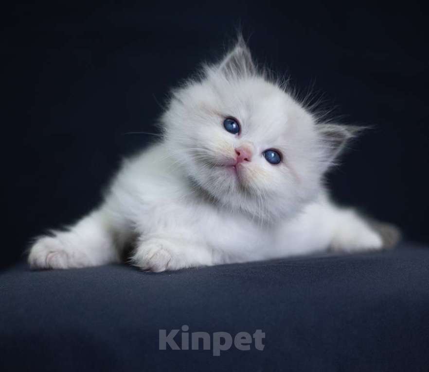 Кошки в Санкт-Петербурге: рэгдолл котята Мальчик, 90 000 руб. - фото 4