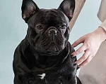 Собаки в Новосибирске: Продам щенка французского бульдога. Мальчик, 23 000 руб. - фото 6
