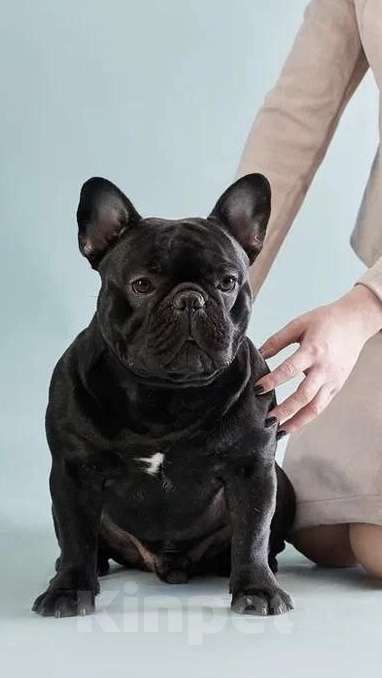 Собаки в Новосибирске: Продам щенка французского бульдога. Мальчик, 23 000 руб. - фото 6