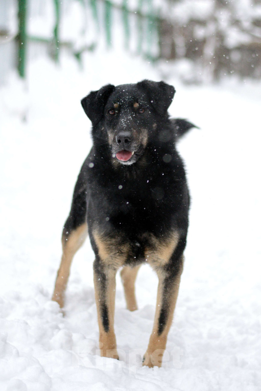 Собаки в Москве: Реал Мальчик, Бесплатно - фото 1