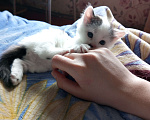 Кошки в Нижнем Новгороде: Фрося Мальчик, Бесплатно - фото 2