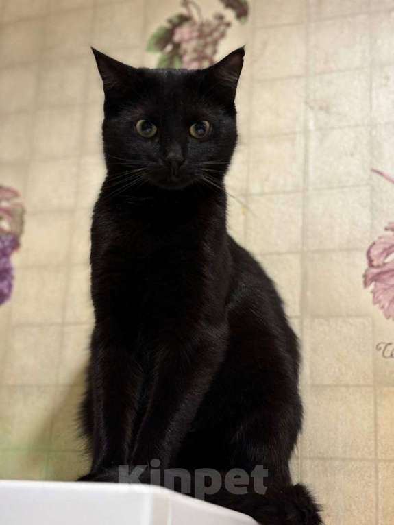 Кошки в Санкт-Петербурге: Ночка из приюта в добрые руки Девочка, Бесплатно - фото 2