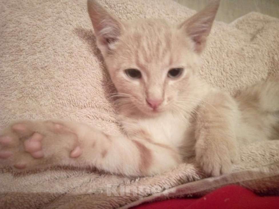 Кошки в Москве: Рыжий котенок в дар Мальчик, Бесплатно - фото 3