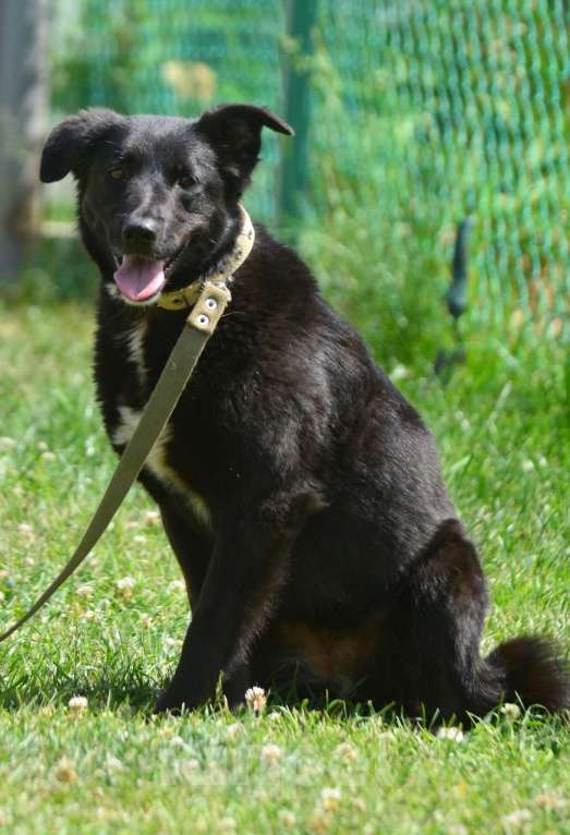 Собаки в Санкт-Петербурге: Герда в поисках самого верного друга. Девочка, Бесплатно - фото 7