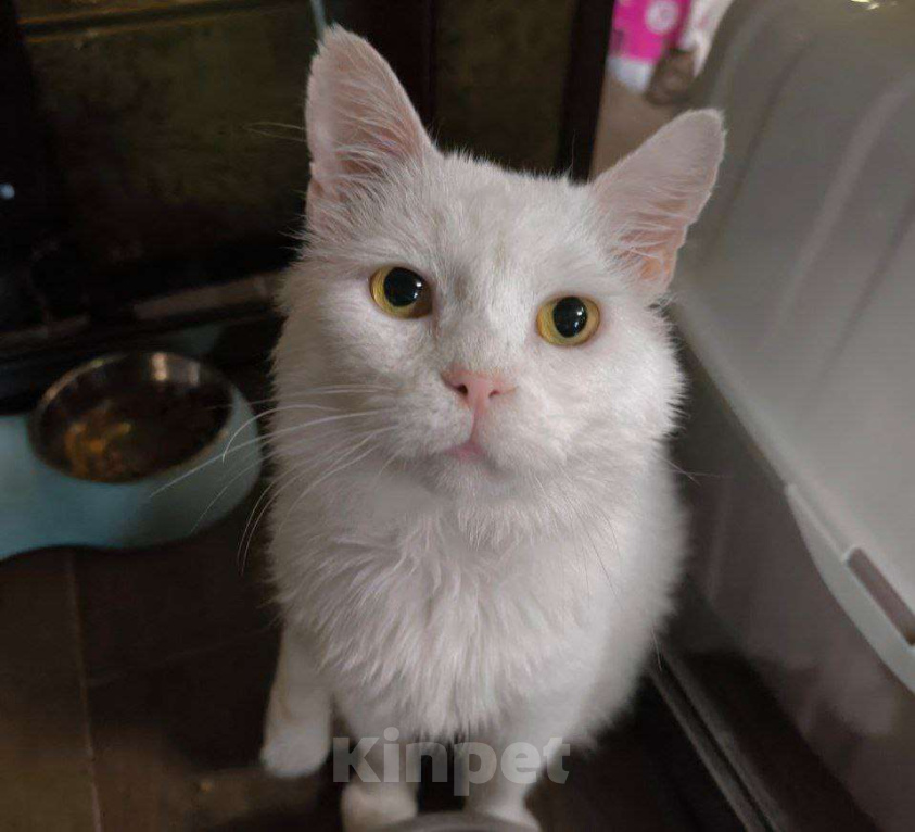 Кошки в Москве: Белый котик в добрые пуки Мальчик, Бесплатно - фото 1