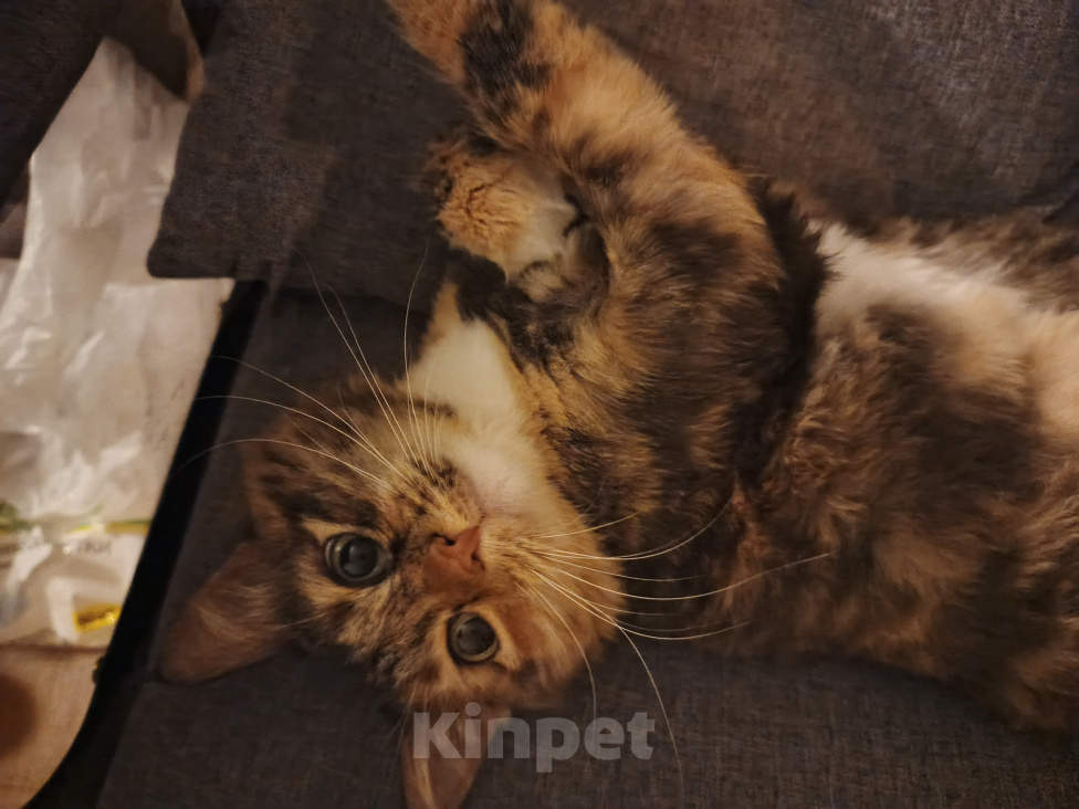 Кошки в Самаре: Отдадим в добрые руки Девочка, Бесплатно - фото 3