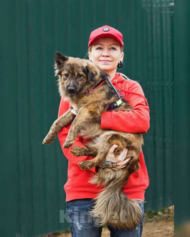 Собаки в других городах Московской области: Привет:) Я Амур! Мальчик, Бесплатно - фото 5