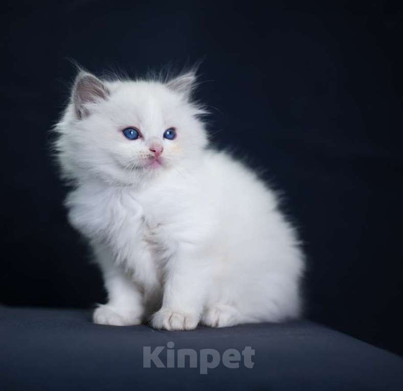 Кошки в Санкт-Петербурге: рэгдолл котята Мальчик, 90 000 руб. - фото 3