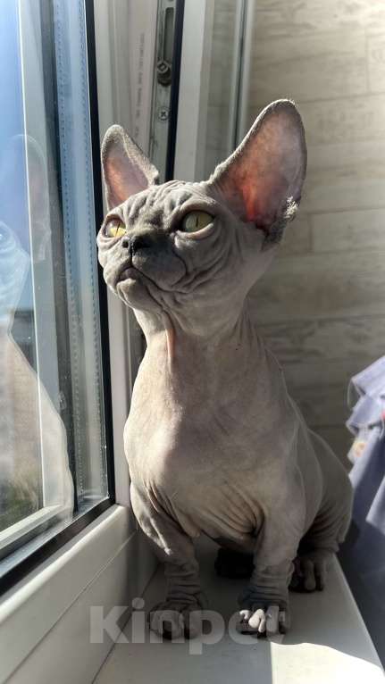 Кошки в Москве: Малышка Бамбино - современный тип Девочка, 80 000 руб. - фото 2