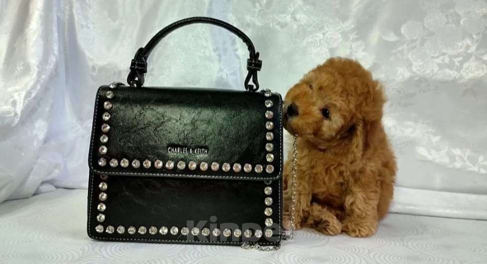 Собаки в Москве: Той пудель мальчик  Мальчик, 70 000 руб. - фото 3