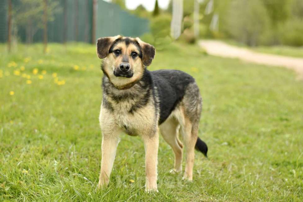 Собаки в Дмитрове: Мышка в добрые руки Девочка, Бесплатно - фото 2