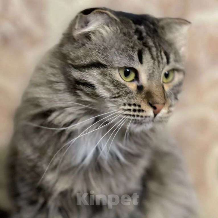 Кошки в Москве: Пушистую Гречку выкинули Девочка, Бесплатно - фото 2