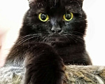 Кошки в Москве: Красавец Казимир. Черный кот в добрые руки. Мальчик, Бесплатно - фото 6