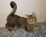 Кошки в Новокубанске: котята, 6 900 руб. - фото 2