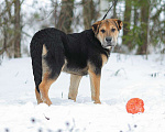 Собаки в Москве: Валли. Светлый и добрый мальчишка Мальчик, 1 руб. - фото 3