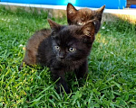 Кошки в Раменском: Очаровательные котята в поиске дома  Мальчик, Бесплатно - фото 3