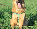 Собаки в Сергиеве Посаде: Солнечный Бучик ищет дом! Мальчик, Бесплатно - фото 7