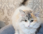 Кошки в Куровском: Котята даром в добрые руки Разнополые, Бесплатно - фото 9