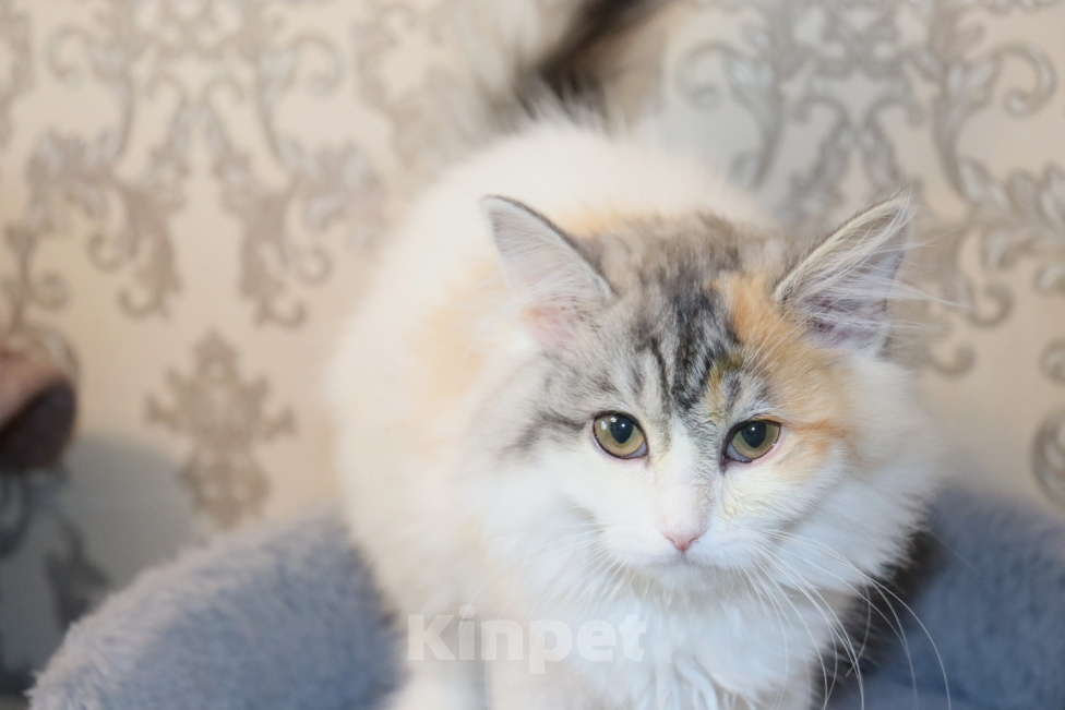 Кошки в Куровском: Котята даром в добрые руки Разнополые, Бесплатно - фото 9