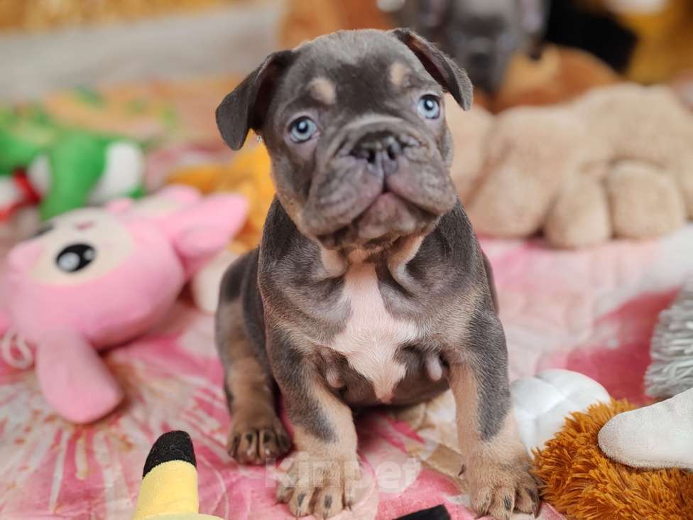 Собаки в Санкт-Петербурге: Шикарный щенки французский бульдог  Мальчик, 80 000 руб. - фото 4