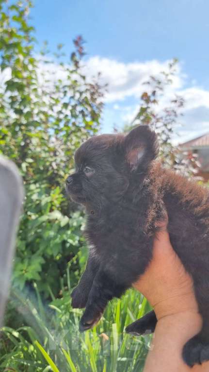 Собаки в Наро-Фоминске: Щенок чихуахуа мальчик Мальчик, 20 000 руб. - фото 2