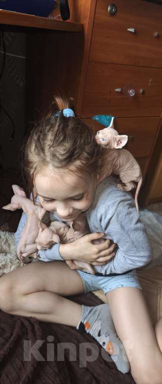 Кошки в Люберцах: Котята канадских сфинксов Мальчик, 5 000 руб. - фото 1