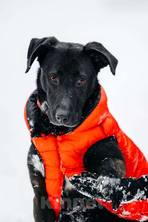 Собаки в Москве: Ваниль в поисках своей семьи! Девочка, Бесплатно - фото 1