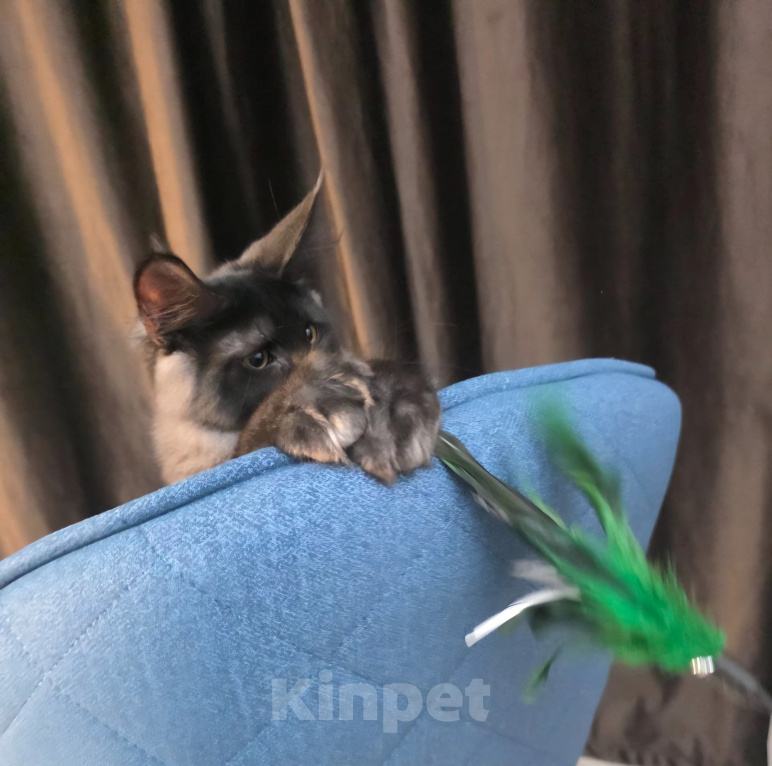 Кошки в Краснодаре: Котенок Мейн-кун Девочка, 50 000 руб. - фото 5