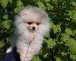 Собаки в Москве: Белый мини мальчик Мальчик, 30 000 руб. - фото 3
