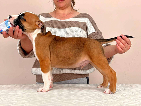 Красивый парень амстаффа 