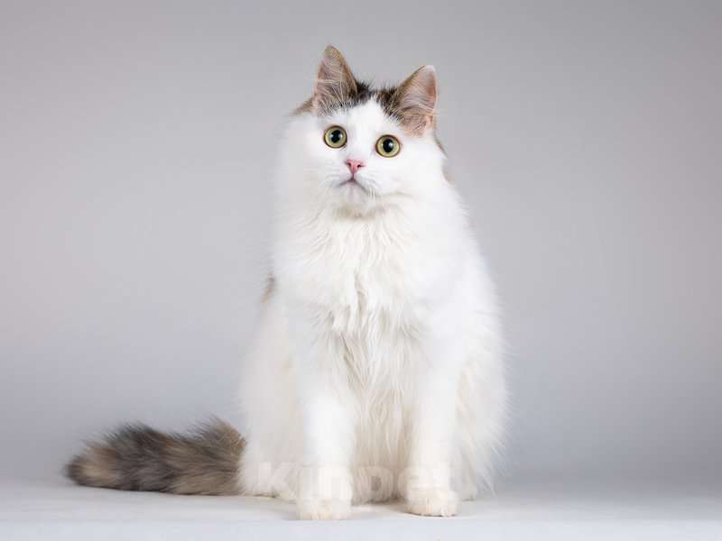 Кошки в Москве: Ласковая Зая, котёнок-подросток, девочка, трёхцветка.  Девочка, Бесплатно - фото 3