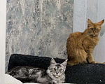 Кошки в Санкт-Петербурге: Мейн-кун котята Девочка, 19 000 руб. - фото 5