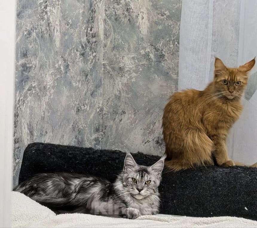 Кошки в Санкт-Петербурге: Мейн-кун котята Девочка, 19 000 руб. - фото 5