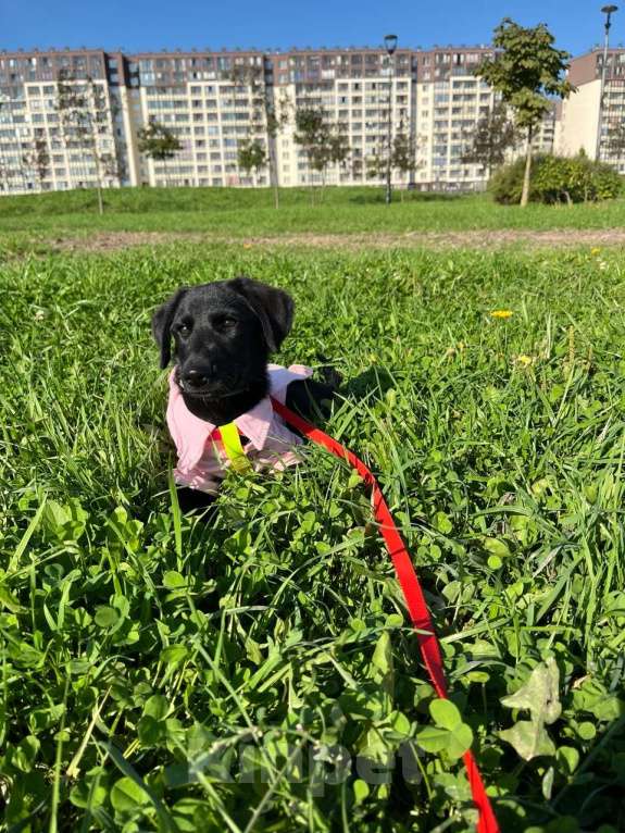 Собаки в Казани: СРОЧНО щенок в добрые руки Девочка, Бесплатно - фото 2