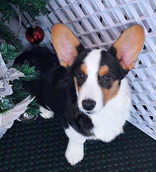 Щенок вельг корги кардиган