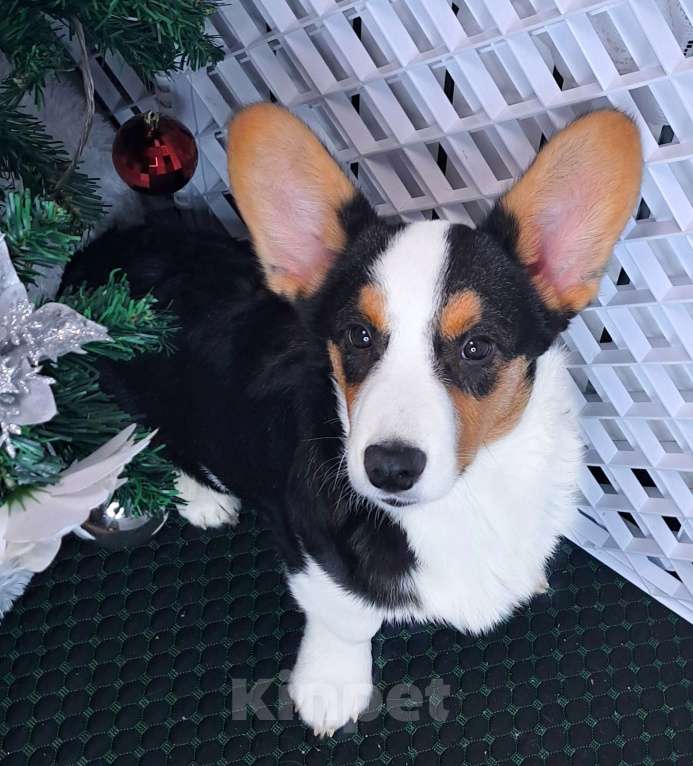Собаки в Москве: Щенок вельг корги кардиган Мальчик, 30 000 руб. - фото 1