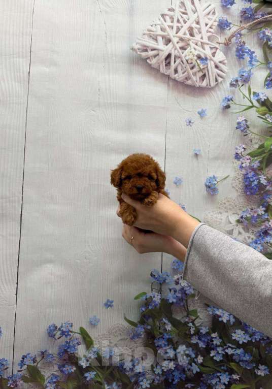 Собаки в Москве: Милая малышка той-пудель Девочка, 60 000 руб. - фото 2